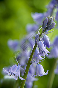 蓝铃植物英文花管状蓝色紫色林地季节季节性花瓣野花背景图片