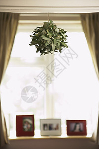 悬吊天花板的房屋植物背景图片