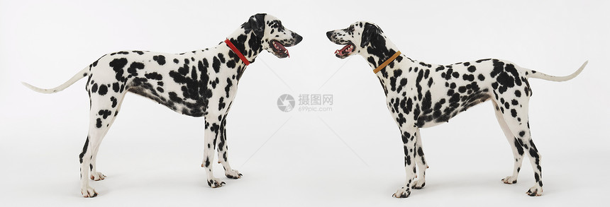 面对面黑色哺乳动物项圈家犬衣领剪影小狗动物犬类红色图片