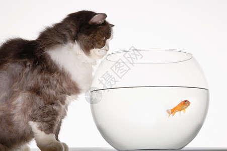 看着鱼缸猫猫在Fishbowl看金鱼鲫鱼危险水族箱兴趣鲤形鲤鱼鲮鱼动物哺乳动物好奇心背景