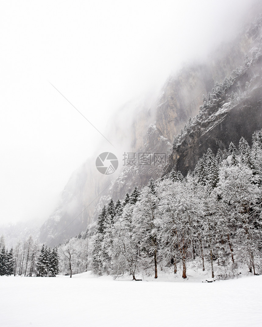 瑞士  2009年冬季时代树木天气暴风雪冬令风景时光图片