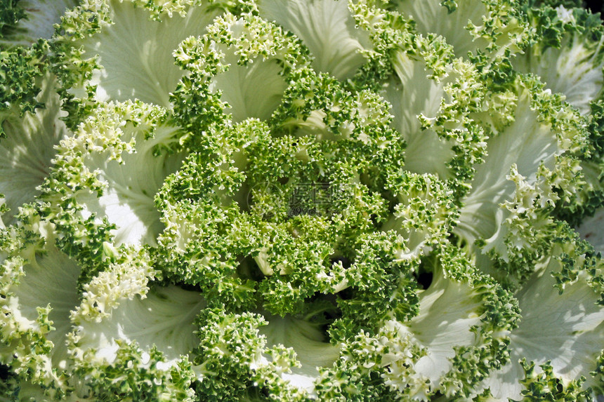 动物卷心菜花艺园艺植物学树叶叶子种植区系绿色卷曲季节图片