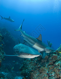 珊瑚礁上多珊瑚礁鲨鱼高清图片