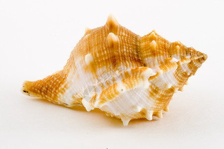紧结动物螺旋甲壳蜗牛热带贝壳海洋海洋生物背景图片