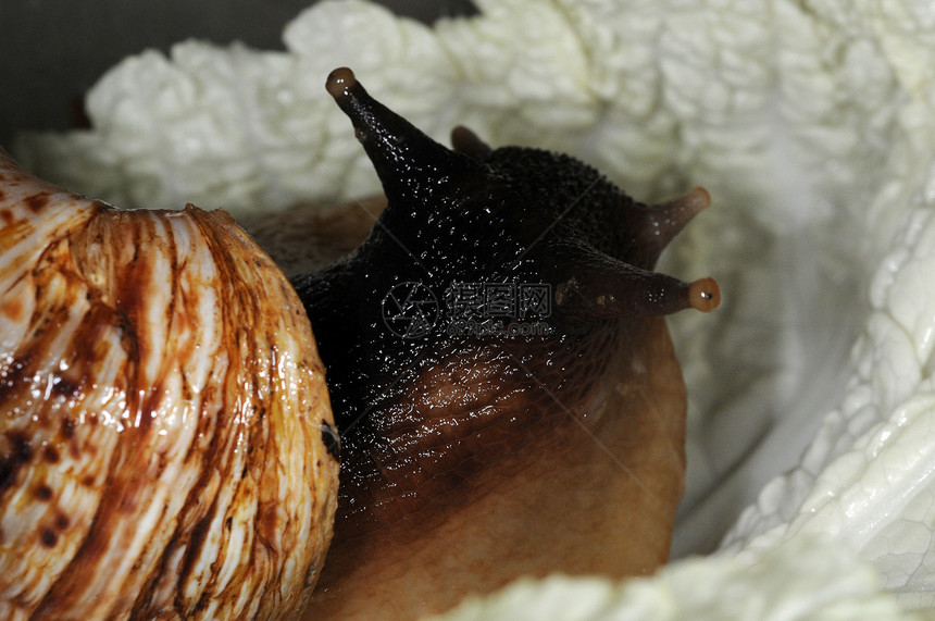 Snail-5型图片