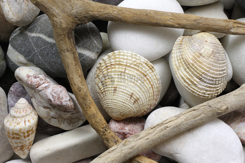 海滩背景宏观假期支撑鹅卵石地面石头贝壳卵石墙纸海岸图片