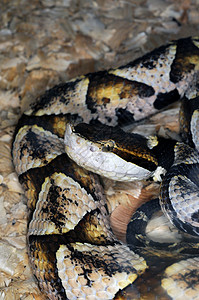 蛇-110背景图片