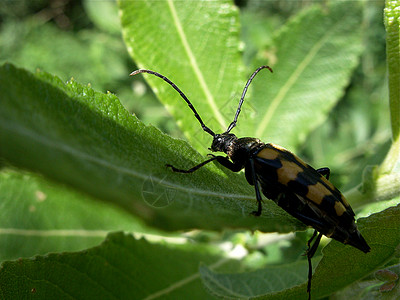南角甲虫背景图片