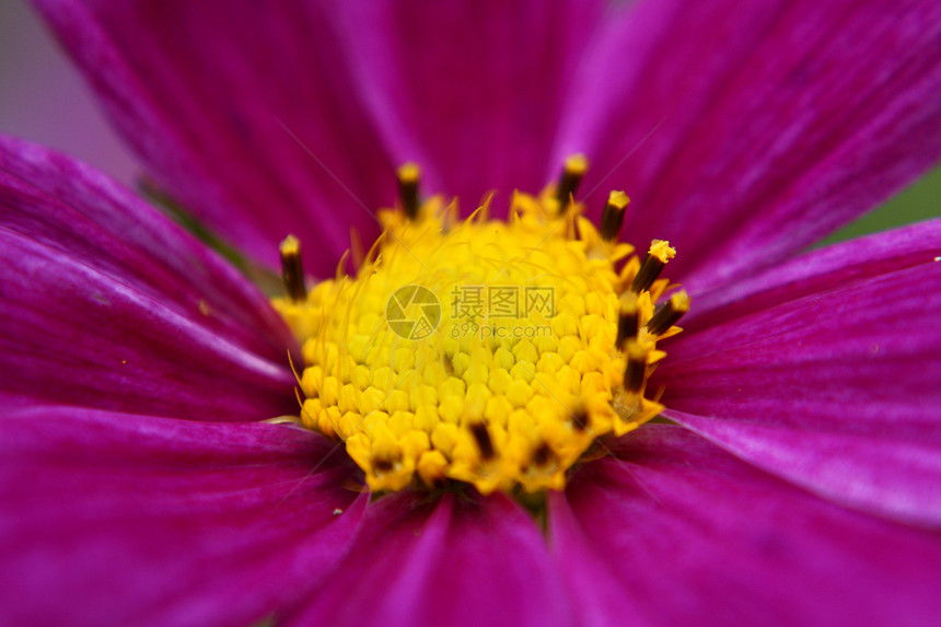 美丽的花朵生活运气幸福植物气流图片