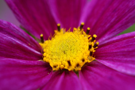 美丽的花朵生活运气幸福植物气流背景图片