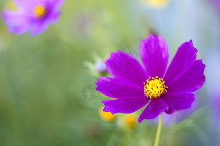 美丽的花朵气流运气幸福蓝色生活植物背景图片