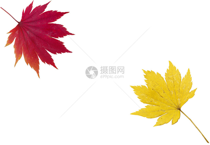 红叶和黄叶植物花园天气天空麦田树叶环境花店国家森林图片