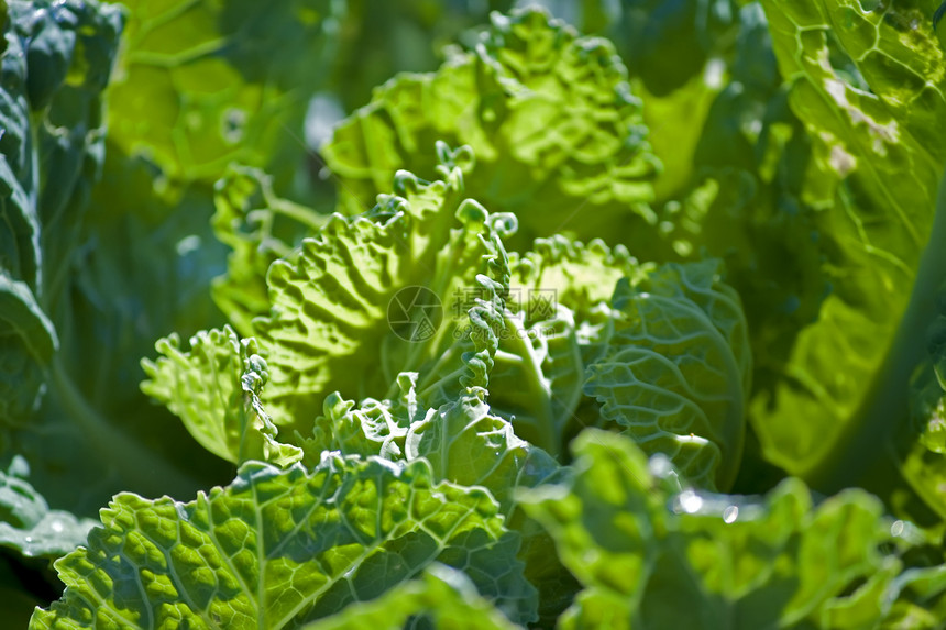 蓝菜卷心菜农场饮食农业营养宏观蔬菜维生素花园生长绿色图片
