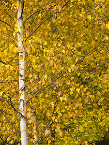 秋季1绿色桦木分支机构森林黄色松树背景图片