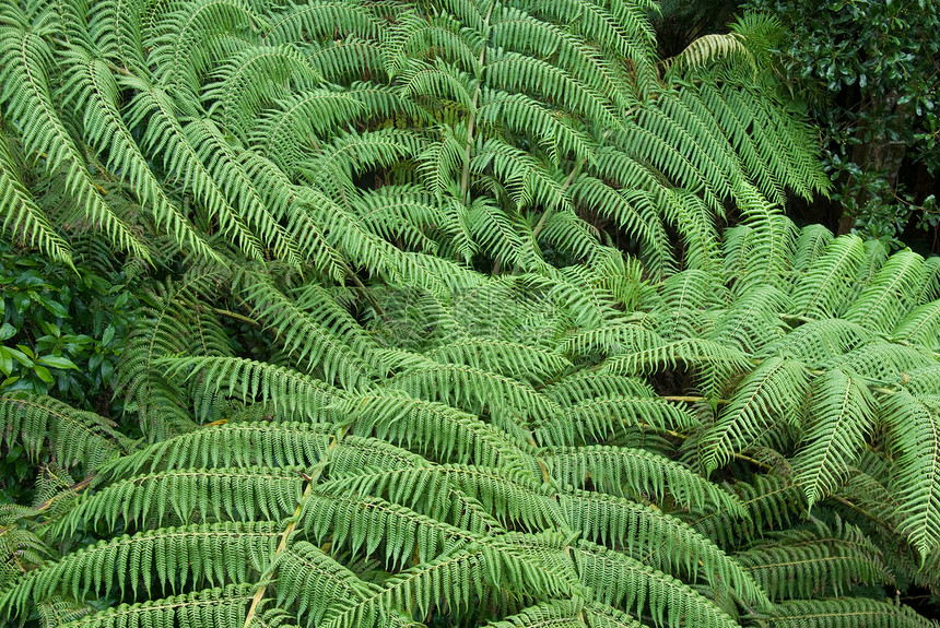 雨林荒野叶子遗产照片小路蕨类公园环境植物热带图片
