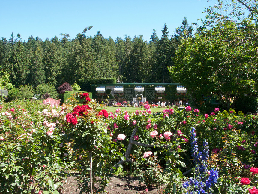 不列颠哥伦比亚省维多利亚州布查特花园旅行美丽游客花朵照片花园植物地标风景树木图片