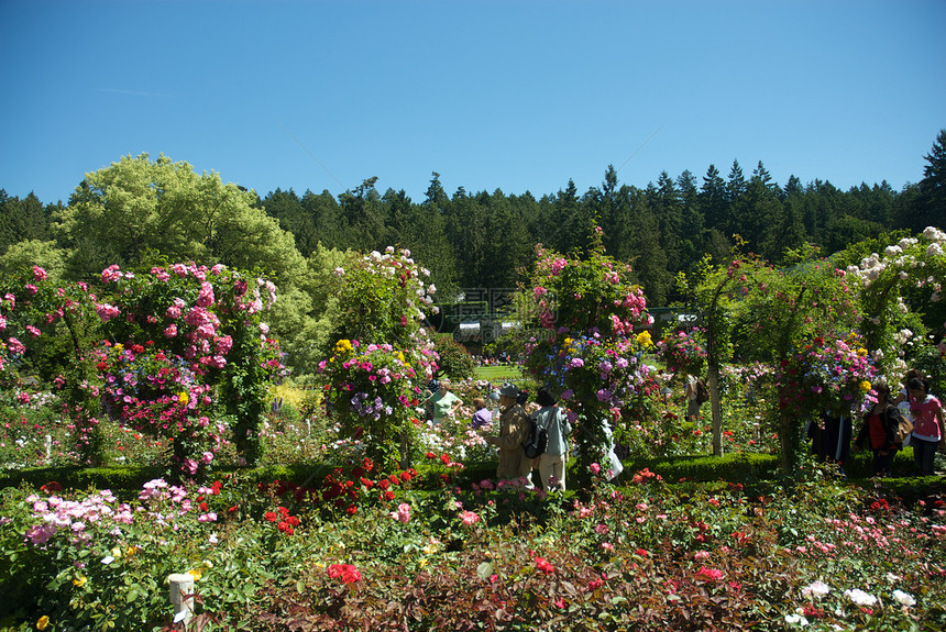 不列颠哥伦比亚省维多利亚州布查特花园花朵公园地标树木花园反射游客旅行植物美丽图片