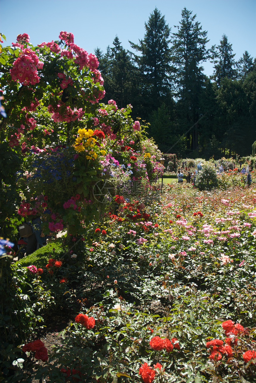 不列颠哥伦比亚省维多利亚州布查特花园树木游客美丽照片花朵反射冥想公园地标花园图片