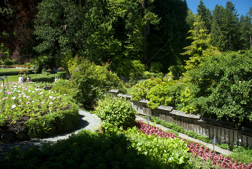 不列颠哥伦比亚省维多利亚州布查特花园游客旅行风景花朵照片公园反射树木地标植物图片