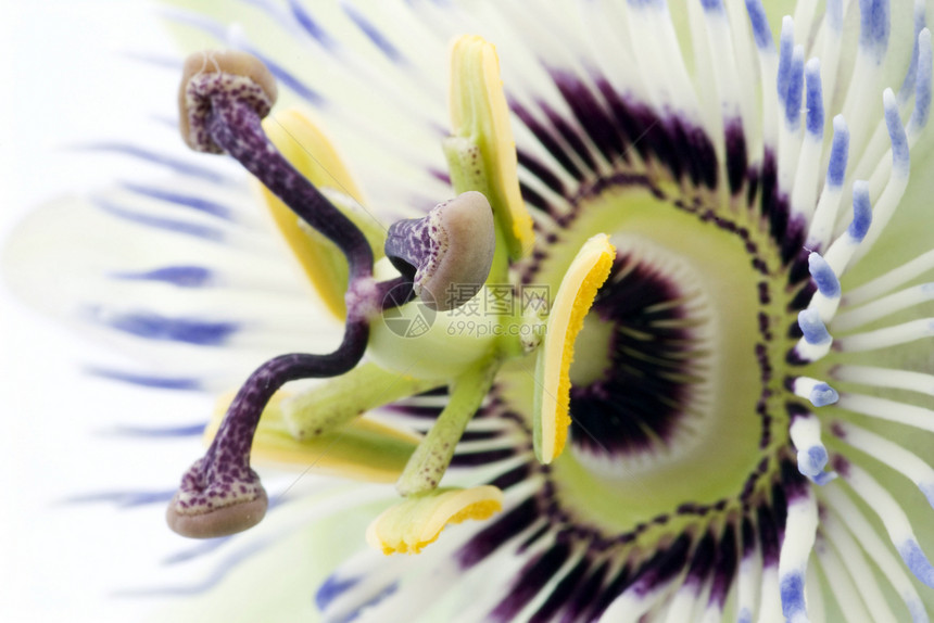 紫色激情花黄色花园花粉植物蓝色植物群热情花瓣白色登山者图片