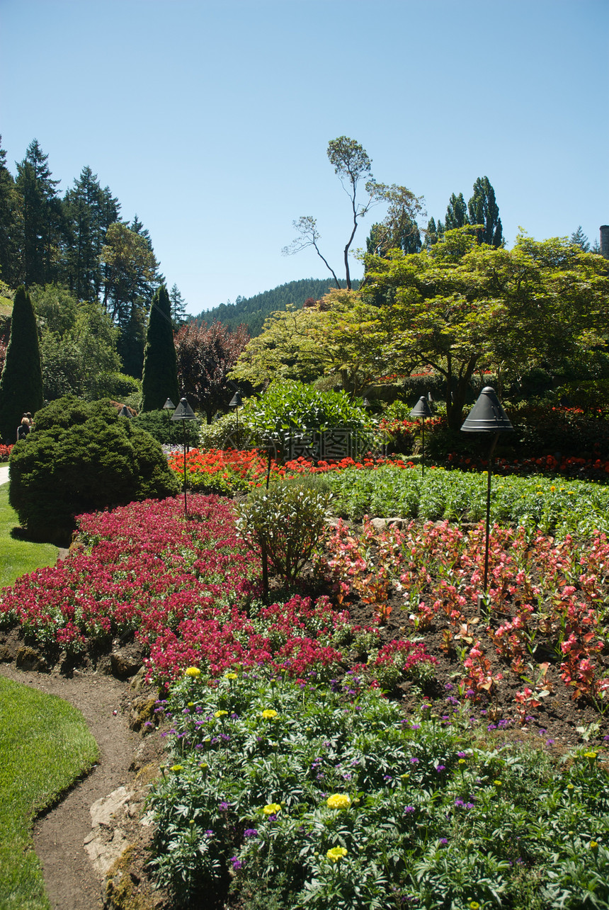 不列颠哥伦比亚省维多利亚州布查特花园反射地标树木游客公园冥想美丽花朵旅行风景图片