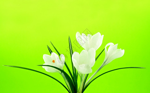 白花花绿色白色黄色背景图片