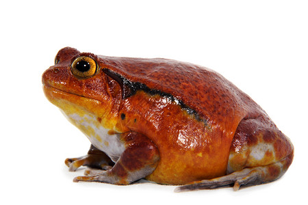 番茄青蛙红色宠物动物橙子蟾蜍背景图片