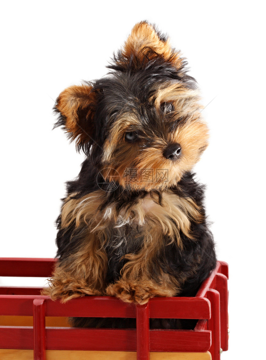 日韩小狗黑色毛皮宠物红色婴儿动物犬类朋友图片