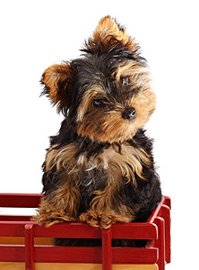 日韩小狗黑色毛皮宠物红色婴儿动物犬类朋友背景图片