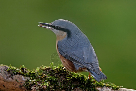 树枝上的Nuthatch背景图片