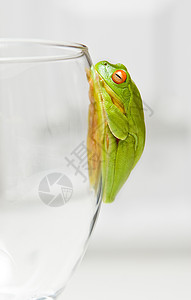 玻璃上绿树青蛙两栖白色热带动物背景图片