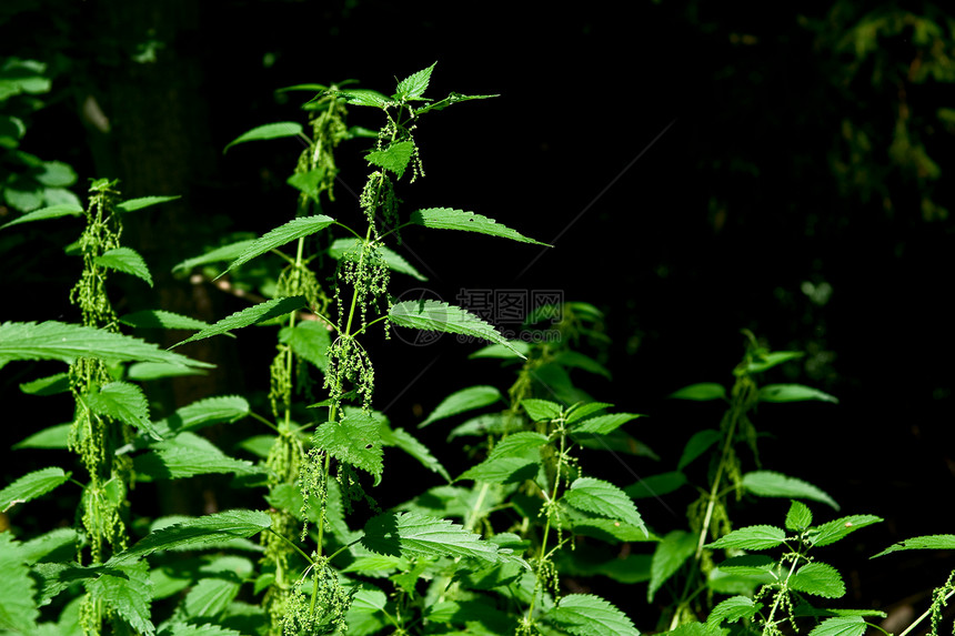 刺纹织物杂草森林绿色防御宏观植物荨麻荒野疼痛图片