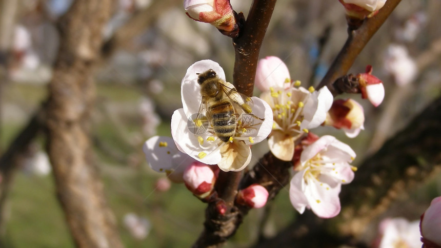 从花朵中采蜜蜜蜂花蜜水果双烯杏子桃子比率图片