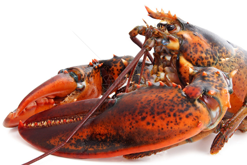 龙虾甲壳海鲜食物厨房生活居住动物红色图片