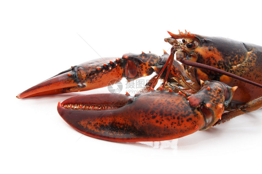 龙虾厨房食物海鲜生活动物居住甲壳红色图片