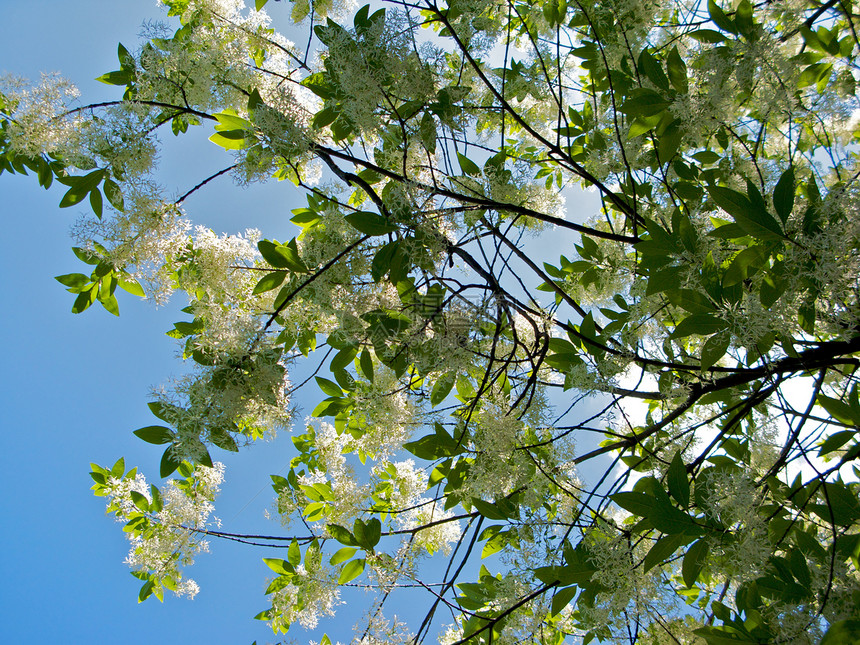 亚特兰大植物园正方形太阳生态温室草地旅游植物园照片萝西公园图片