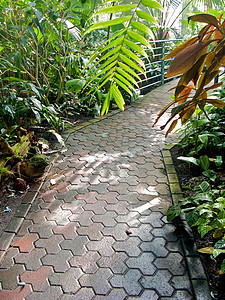 萝小卜亚特兰大植物园植物园温室旅游生态探索照片公园太阳花园萝西背景