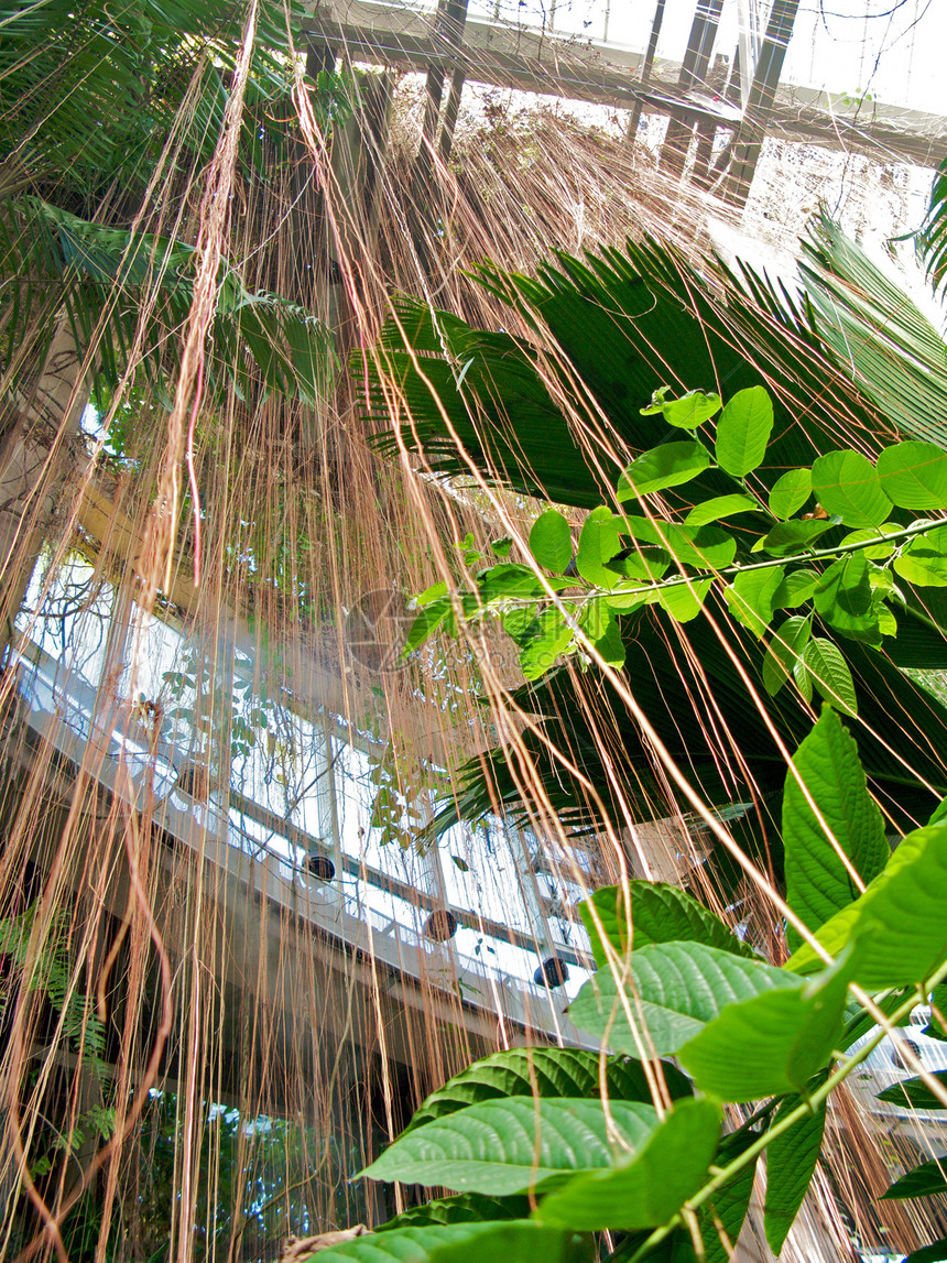 亚特兰大植物园萝西探索旅游照片温室植物园草地太阳植物生态图片