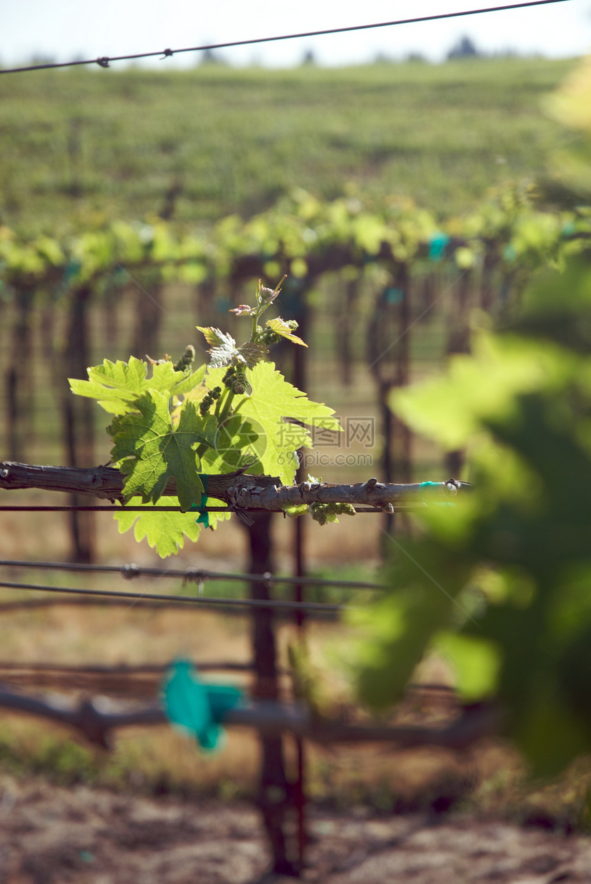 美国加利福尼亚州索诺马山谷风景目的地藤蔓酒厂摄影树叶旅游酿酒葡萄园图片