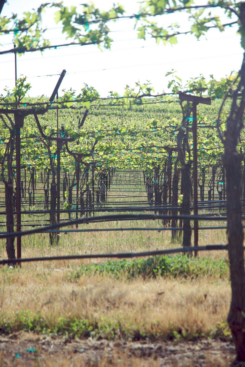 美国加利福尼亚州索诺马山谷酒厂风景藤蔓葡萄园目的地酿酒摄影树叶旅游图片