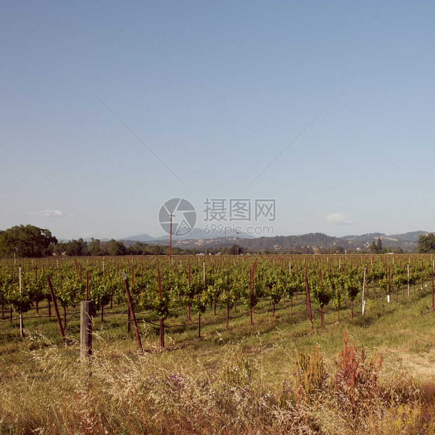 美国加利福尼亚州索诺马山谷旅游酿酒摄影葡萄园藤蔓目的地风景树叶酒厂图片