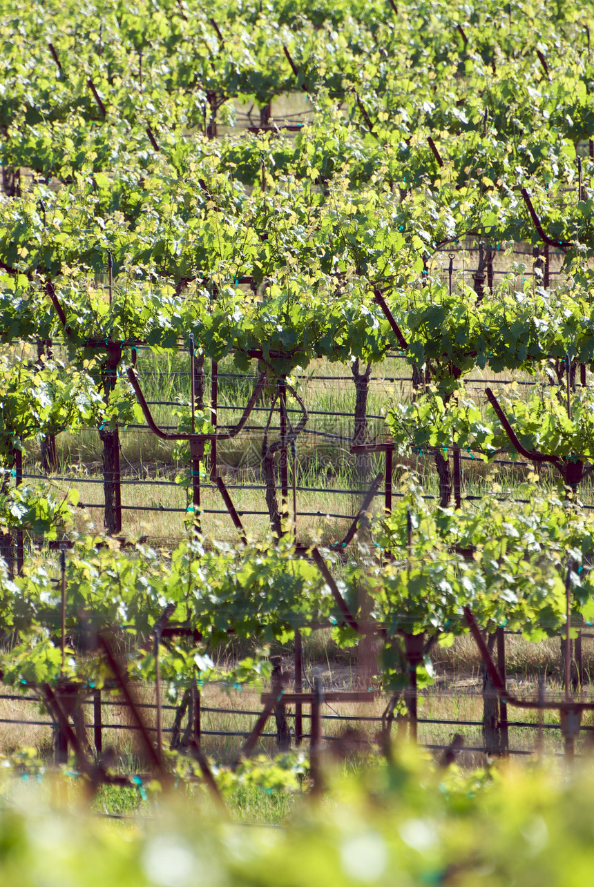 美国加利福尼亚州索诺马山谷目的地旅游摄影葡萄园风景酿酒藤蔓酒厂树叶图片
