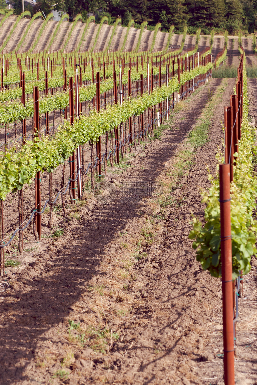 美国加利福尼亚州索诺马山谷酒厂风景摄影树叶酿酒葡萄园藤蔓目的地旅游图片