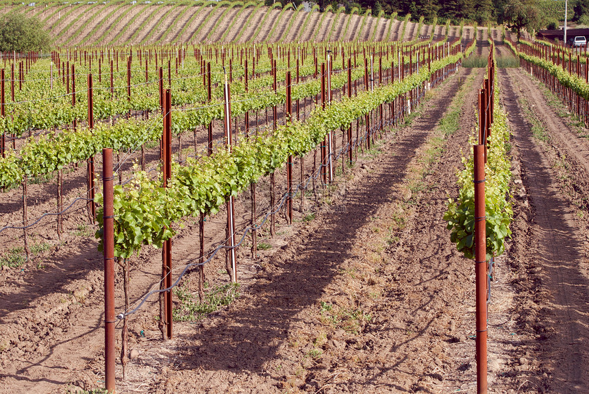 美国加利福尼亚州索诺马山谷酿酒葡萄园藤蔓酒厂摄影树叶旅游风景目的地图片