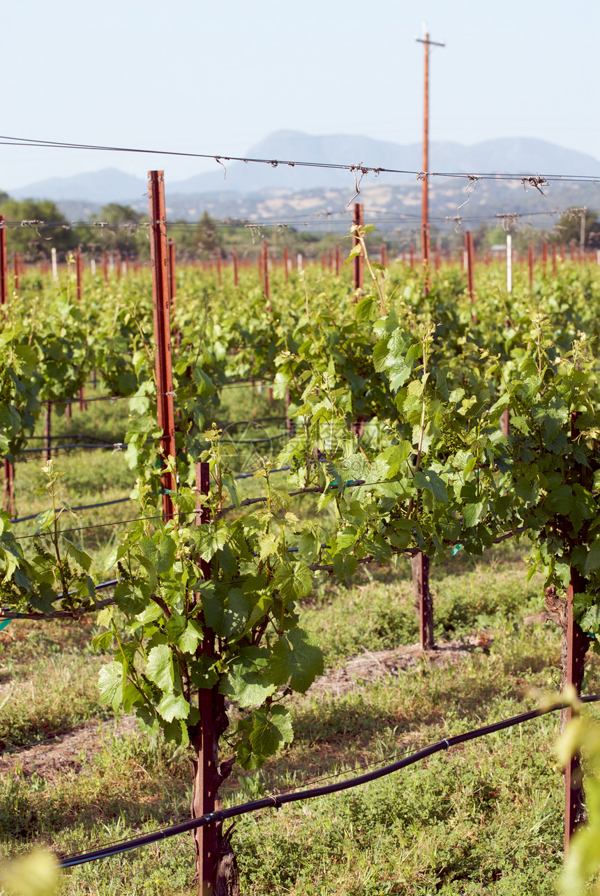 美国加利福尼亚州索诺马山谷酿酒摄影树叶酒厂旅游藤蔓目的地葡萄园风景图片