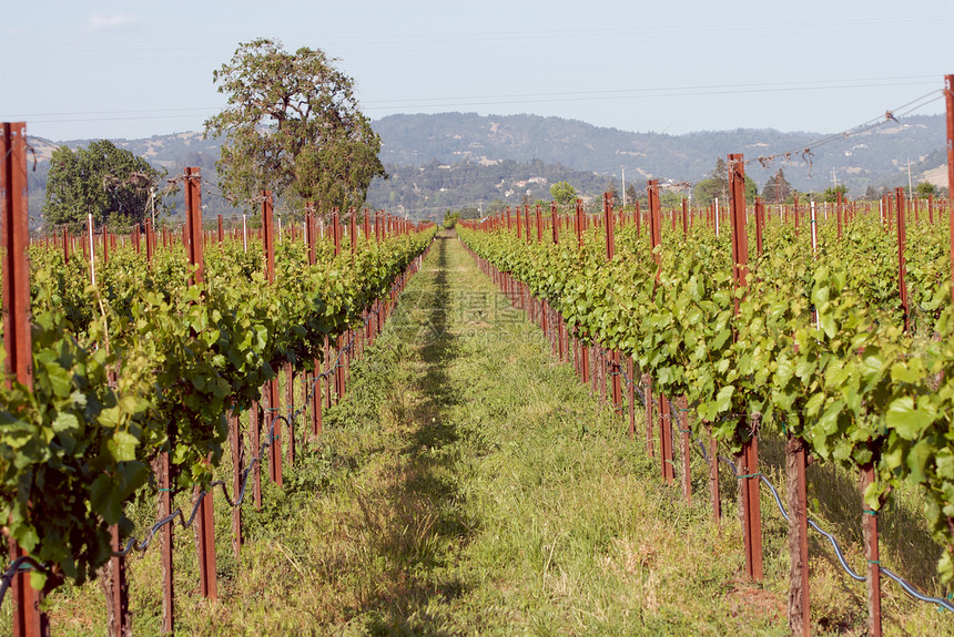 美国加利福尼亚州索诺马山谷酒厂旅游目的地藤蔓酿酒树叶摄影葡萄园风景图片