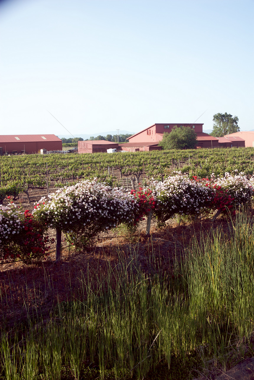 美国加利福尼亚州索诺马山谷风景葡萄园酒厂树叶藤蔓摄影酿酒旅游目的地图片