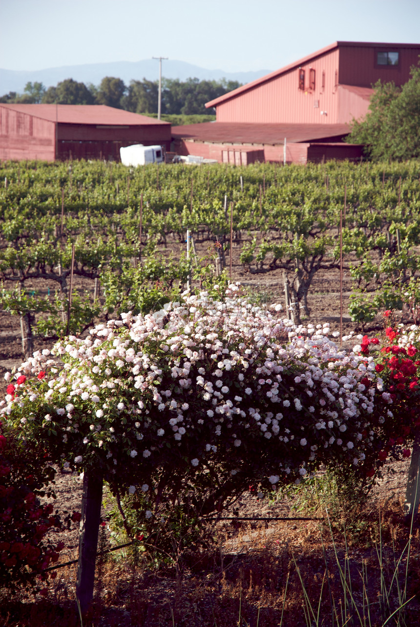 美国加利福尼亚州索诺马山谷酒厂酿酒葡萄园树叶旅游藤蔓风景目的地摄影图片
