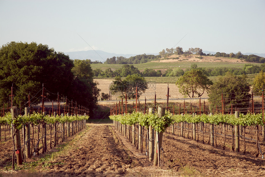 美国加利福尼亚州索诺马山谷树叶风景目的地旅游酿酒藤蔓酒厂葡萄园摄影图片