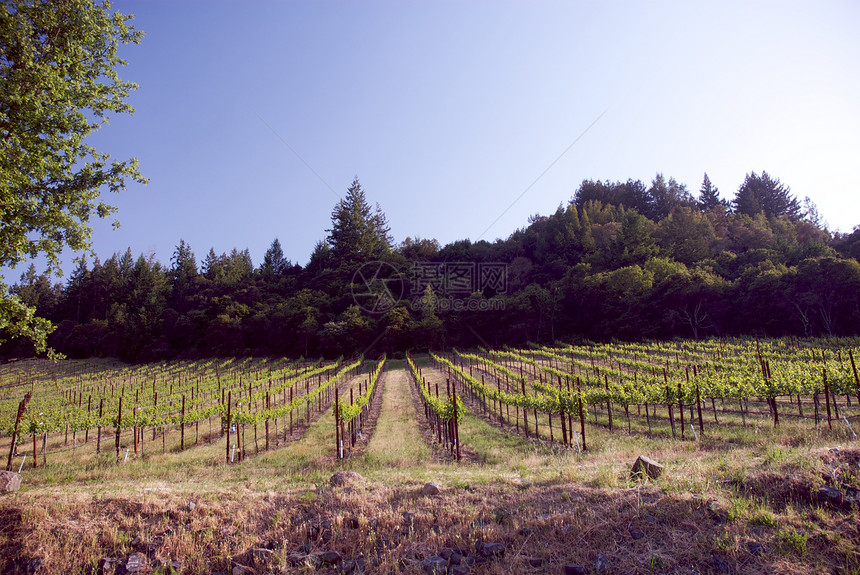 美国加利福尼亚州索诺马山谷葡萄园酿酒酒厂摄影树叶旅游目的地藤蔓风景图片